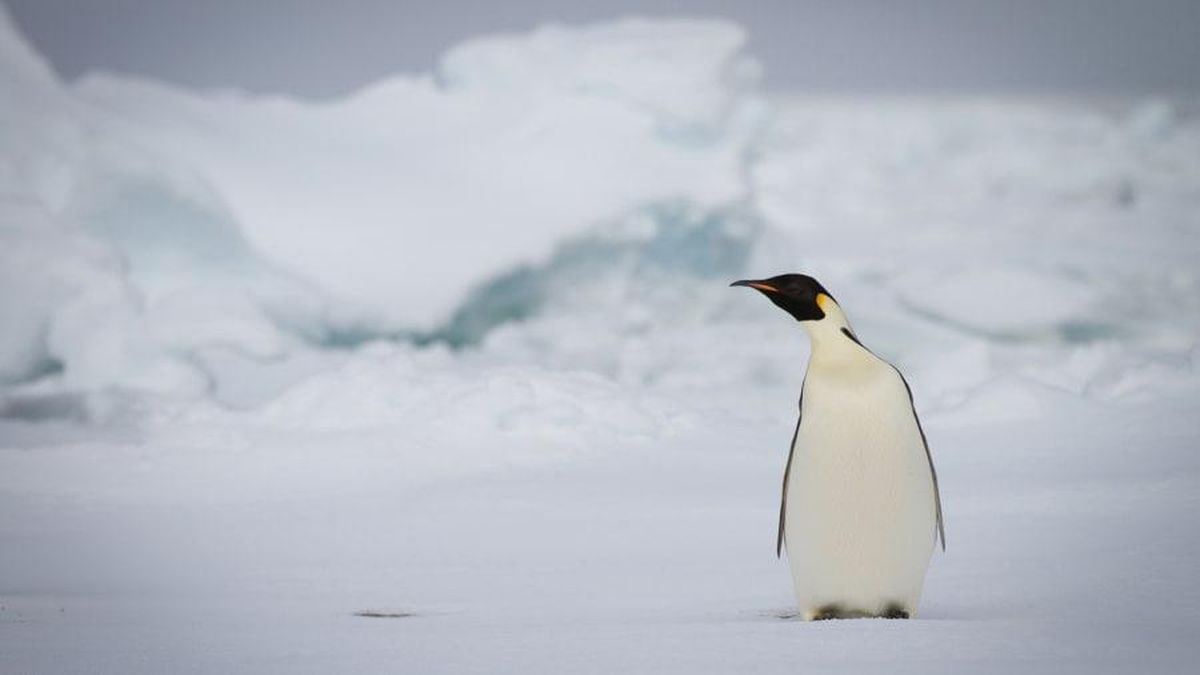 Penguin Antartika ‘Jalan-jalan’ ke Pantai Australia